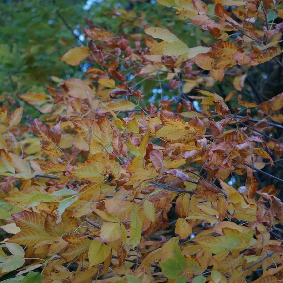 Meet your Posher, Gretchen - Picture 1 of 1